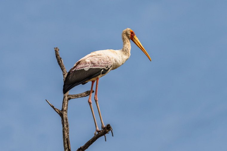 028 Masai Mara, afrikaanse nimmerzat.jpg